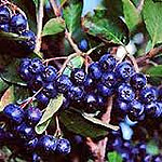 Aronia