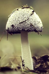 Big Mushroom