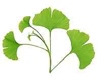 Gingko helps lower ldl cholesterol