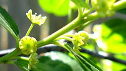 Jujube Flowers to relax