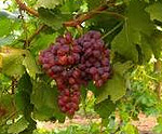 Resveratrol Red Grapes